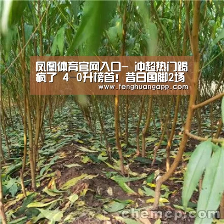 凤凰体育官网入口