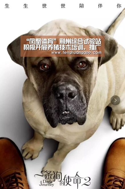 “凤凰体育”荆州综合试验站积极开展养猪技术培训、推广应用(图2) 凤凰体育官网